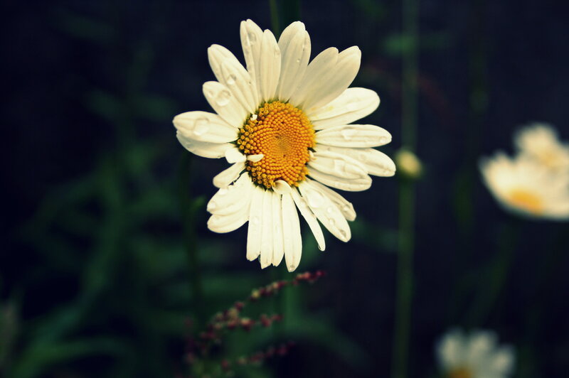 Daisy Flower with Water Droplets — White, Serene, Photograph, Water Droplets, Green Stems