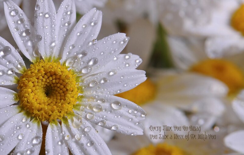 Daisy Flower with Water Droplets — White, Serene, Photograph, Water Droplets