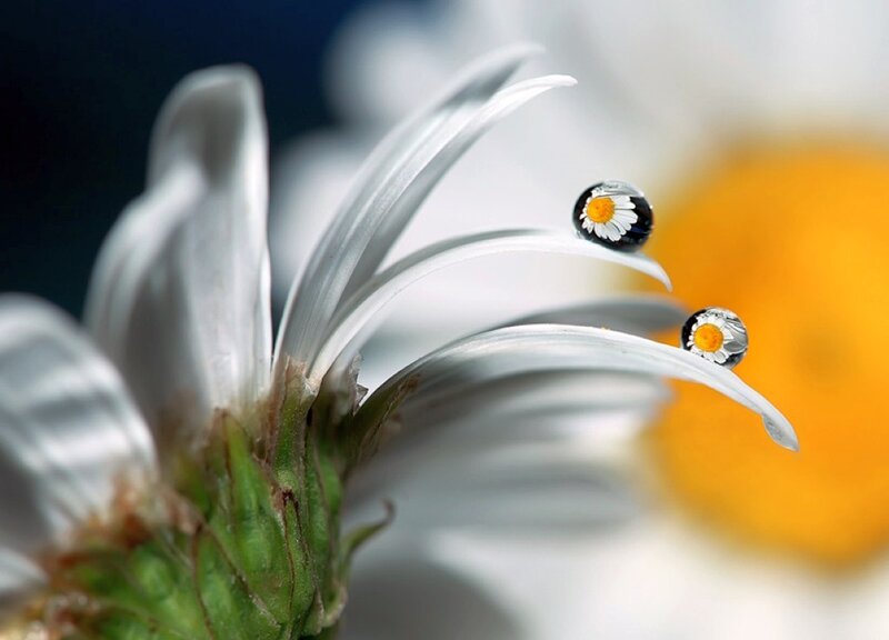 Daisy Flower with Water Droplets — White, Serene