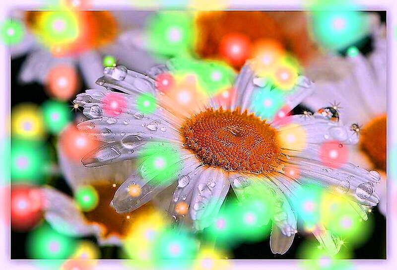 Daisy Flower with Water Droplets — White