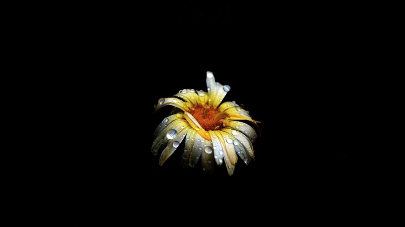 Daisy Flower with Water Droplets — Yellow, Dramatic