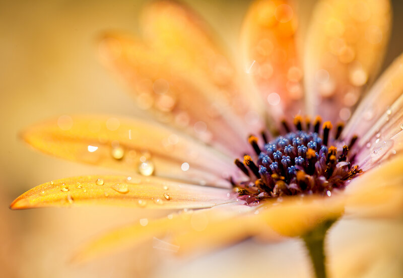 Daisy Flower with Water Droplets — Yellow, Serene