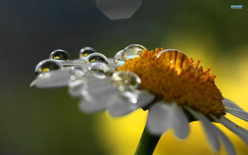 Daisy Flower with Water Droplets — Yellow