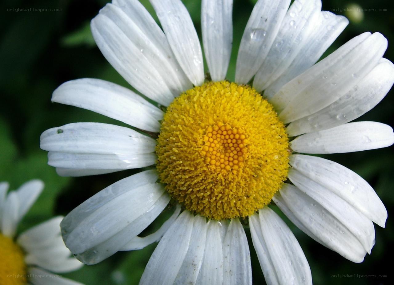 daisy flower with water droplets
