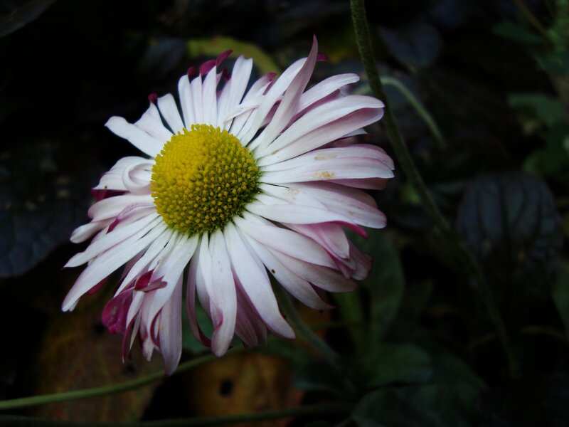 Daisy Flower with Yellow Center
