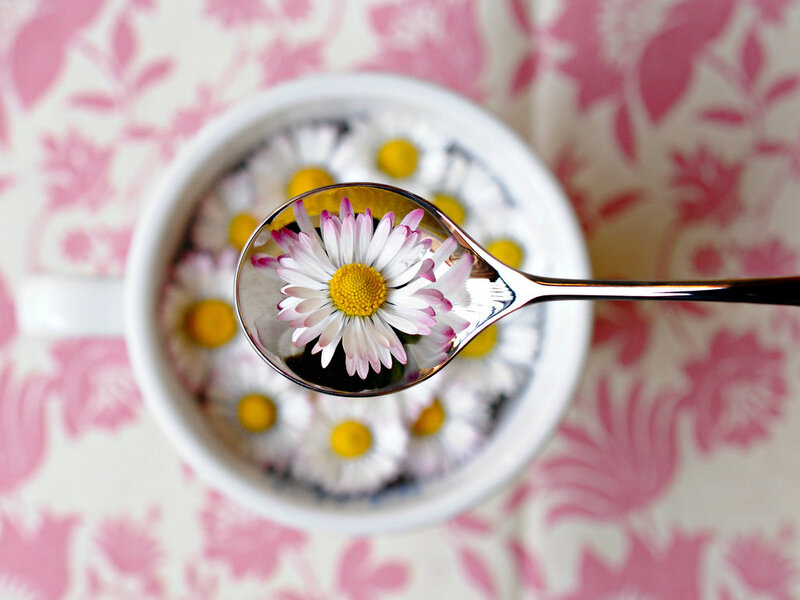 Daisy Flowers in a Cup