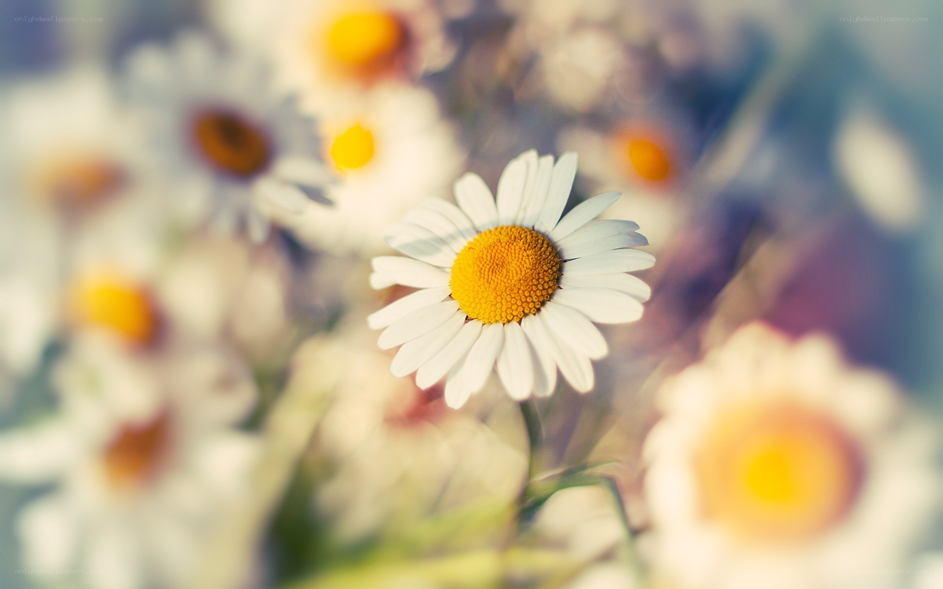 daisy flowers in a field