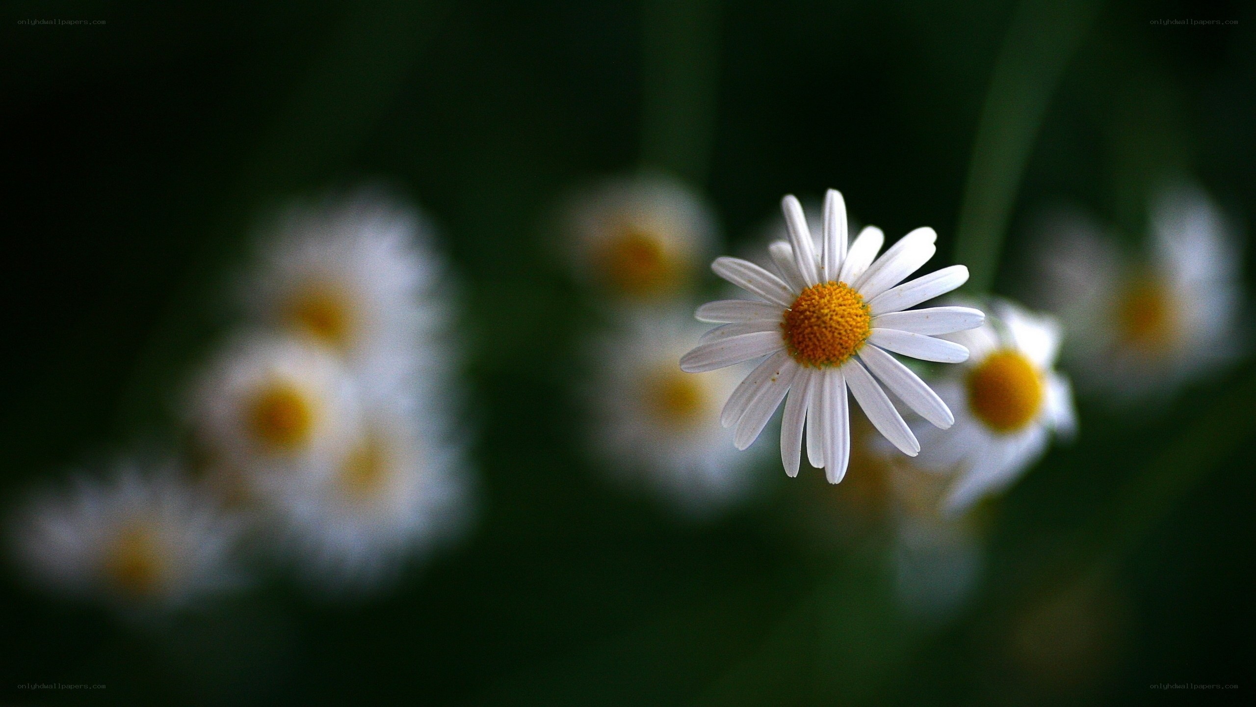 Daisy flowers in a field