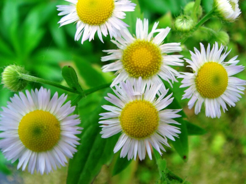 Daisy Flowers in Bloom