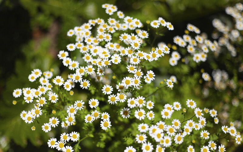 Daisy Flowers in Bloom — White, Serene