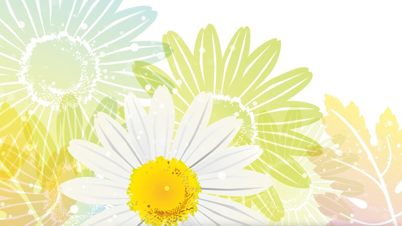 Daisy Flowers in Bloom — White