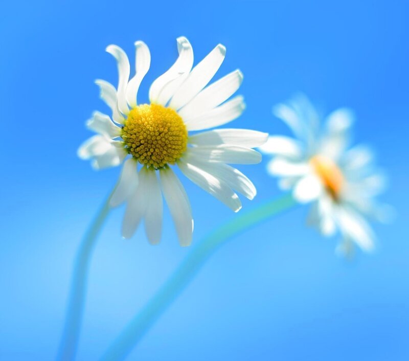 Daisy Flowers in Blue Sky