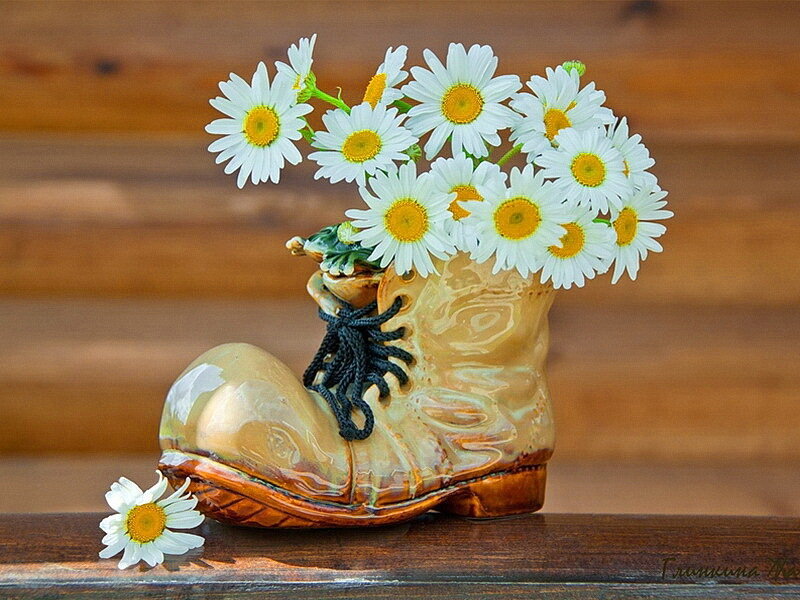 Daisy Flowers in Boot