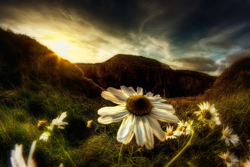 Daisy Flowers in Field