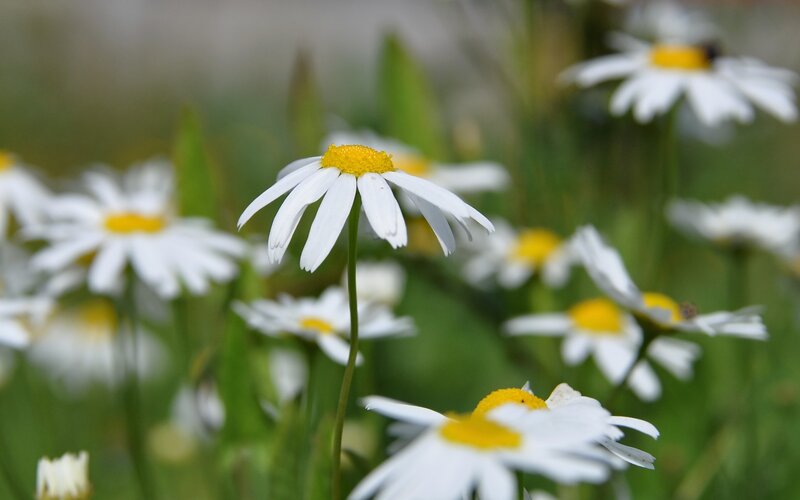 Daisy Flowers in Field — White, Serene, Spring