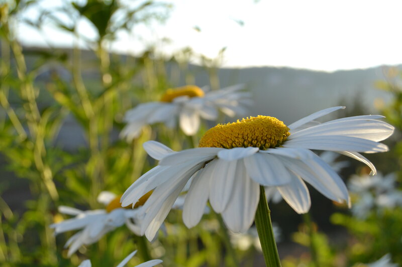 Daisy Flowers in Field — White, Serene, Sunset