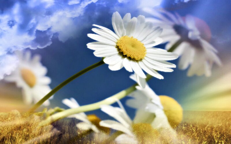 Daisy Flowers in Field — White, Serene