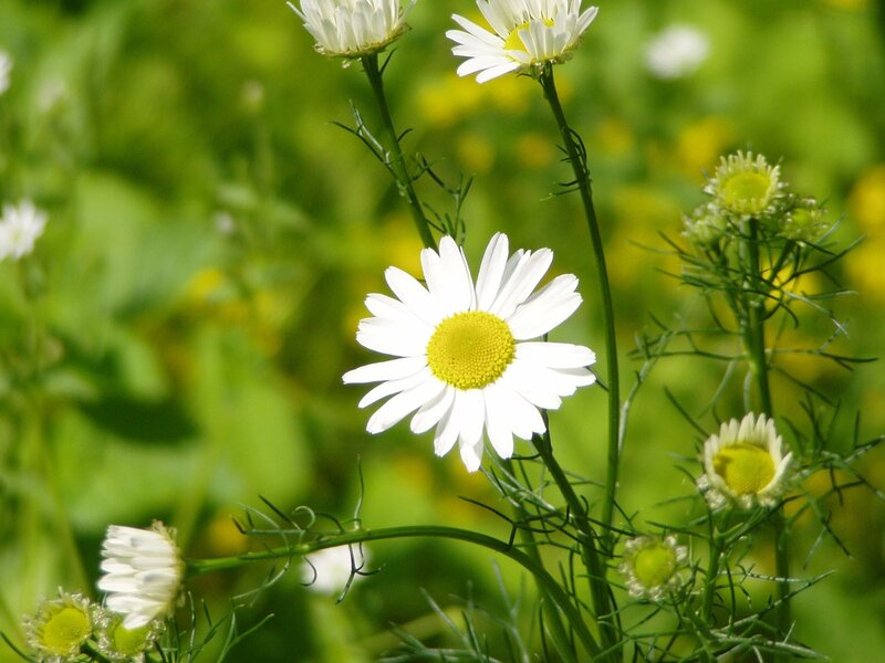 Daisy Flowers in Field — White