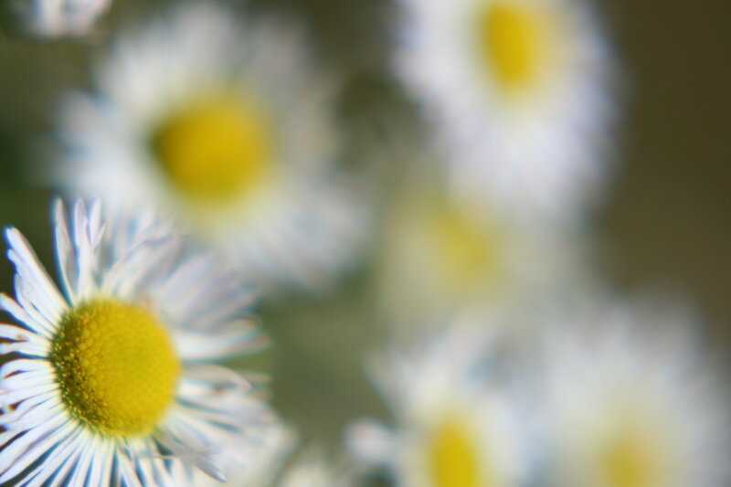 Daisy Flowers in Focus