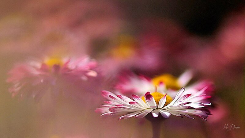 Daisy Flowers in Focus — White
