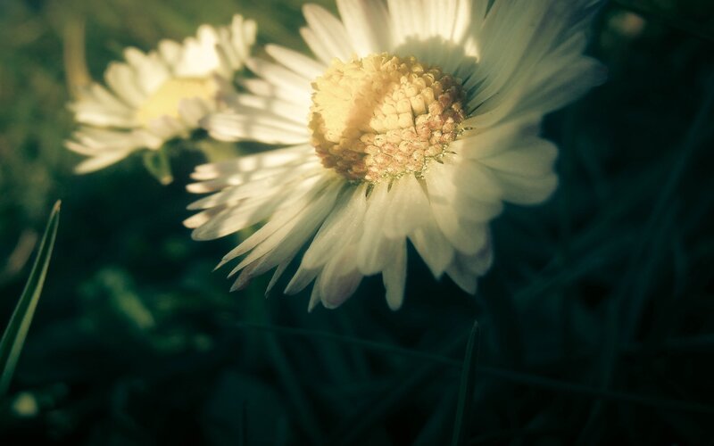 Daisy Flowers in Grass