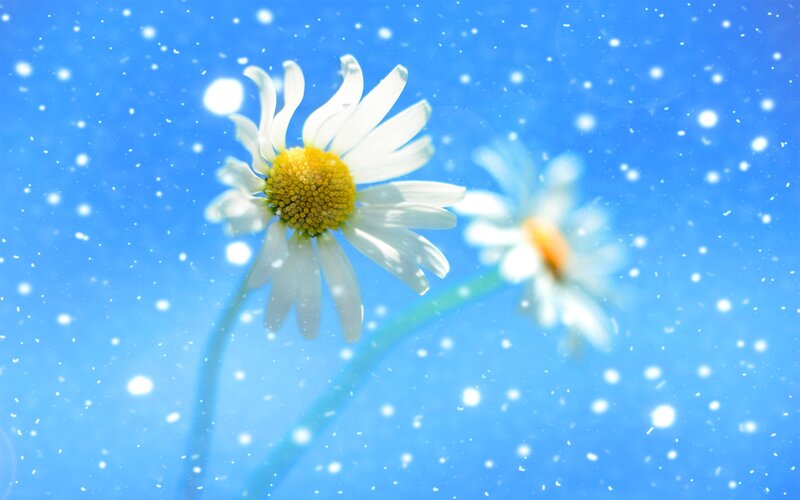 Daisy Flowers in Snow
