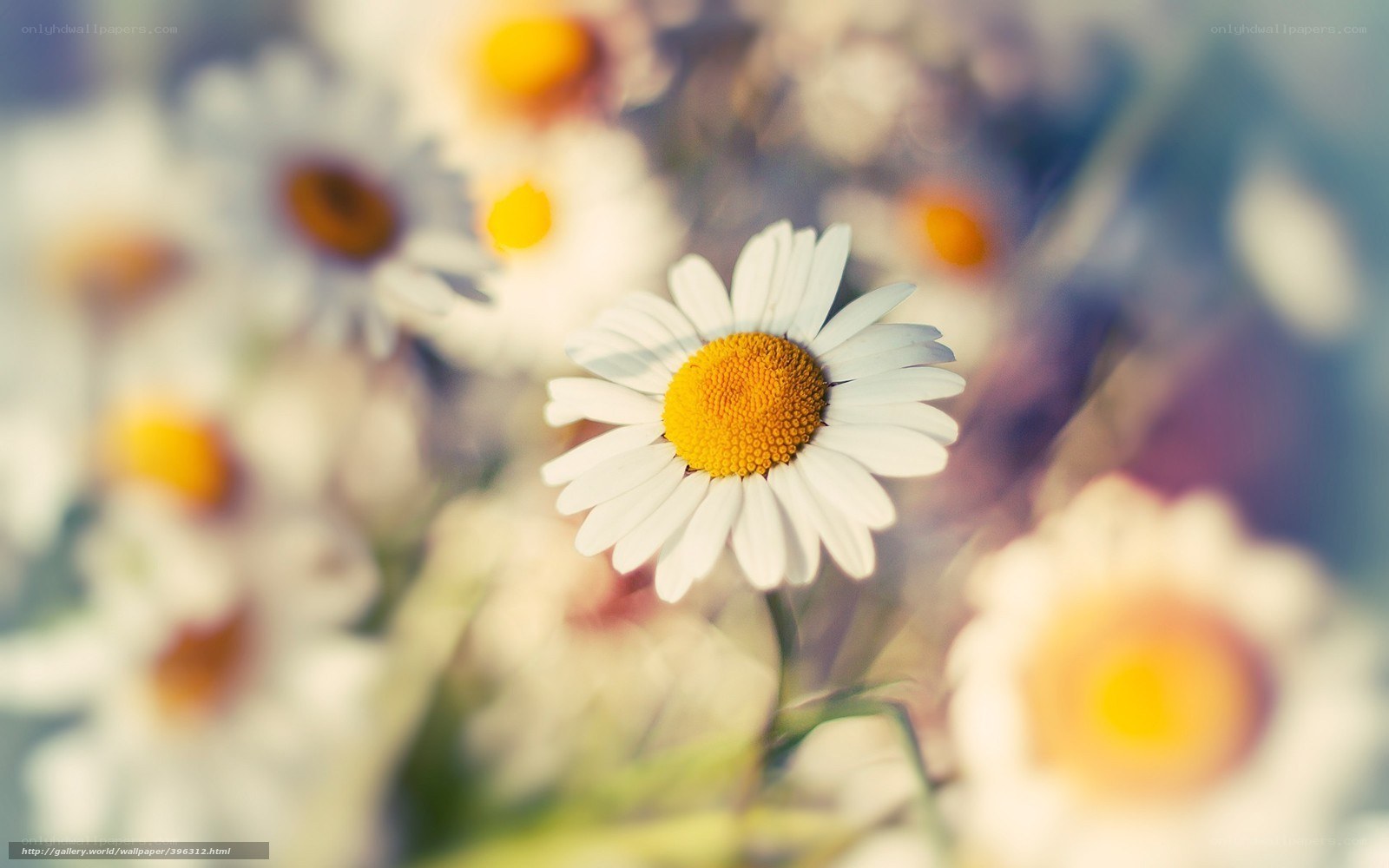 daisy flowers in soft focus