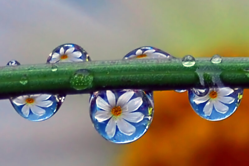 Daisy Flowers in Water Droplets
