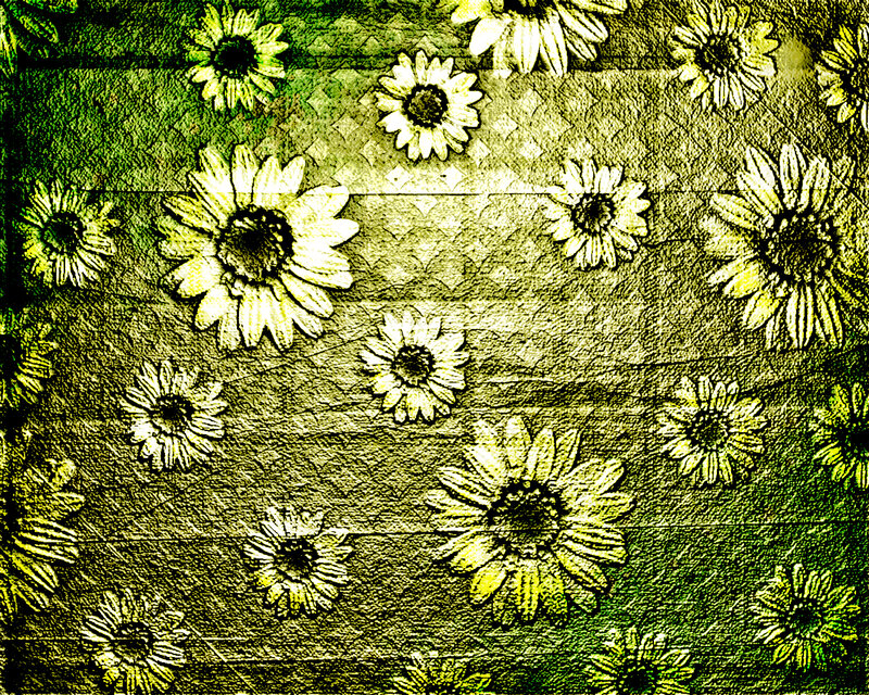 Daisy Flowers on Textured Surface