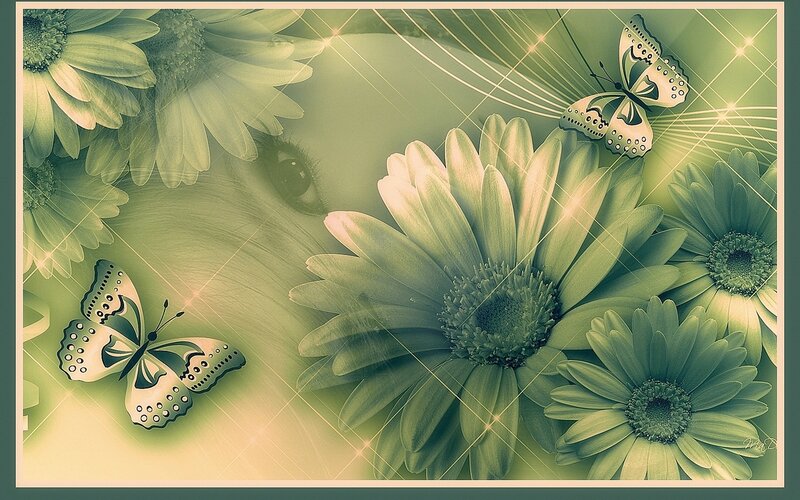 Daisy Flowers with Butterflies