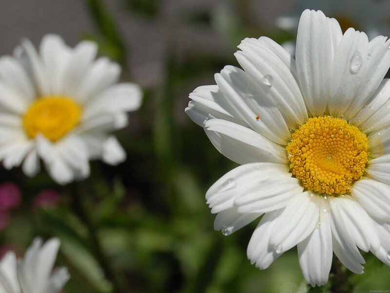 Daisy Flowers with Dew