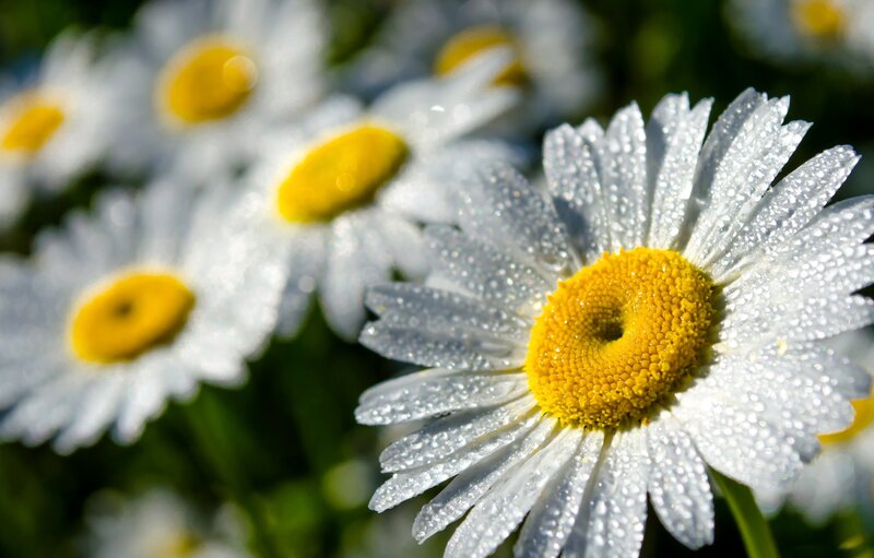 Daisy Flowers with Dew — White, Serene