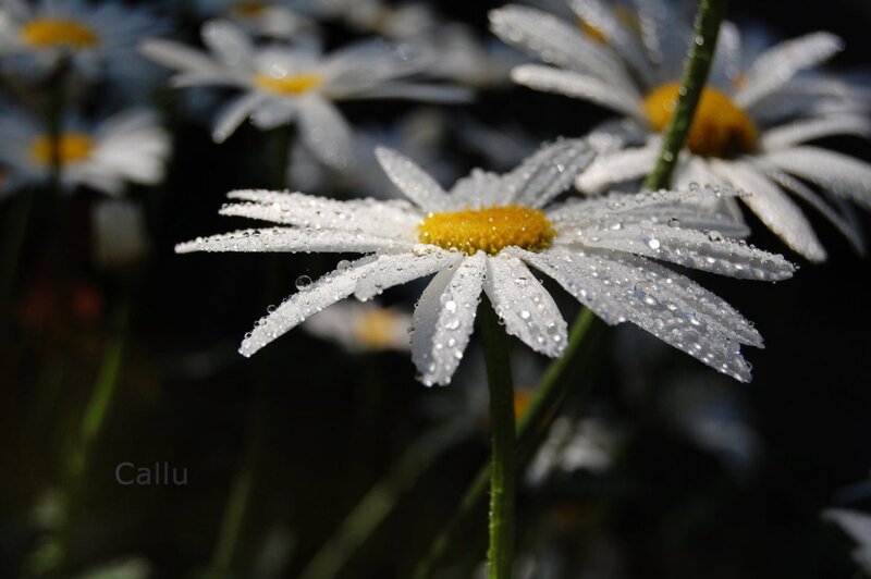 Daisy Flowers with Dew — White