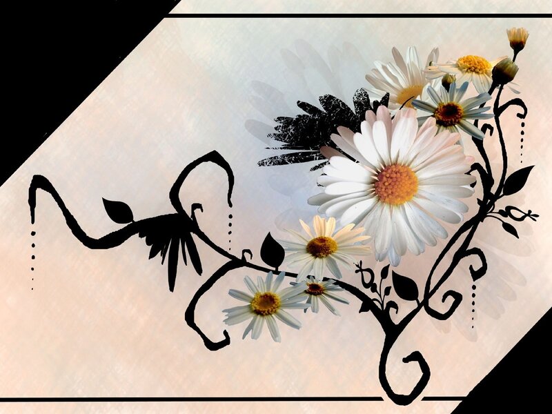 Daisy Flowers with Vines — White