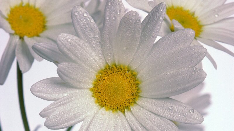 daisy flowers with water droplets