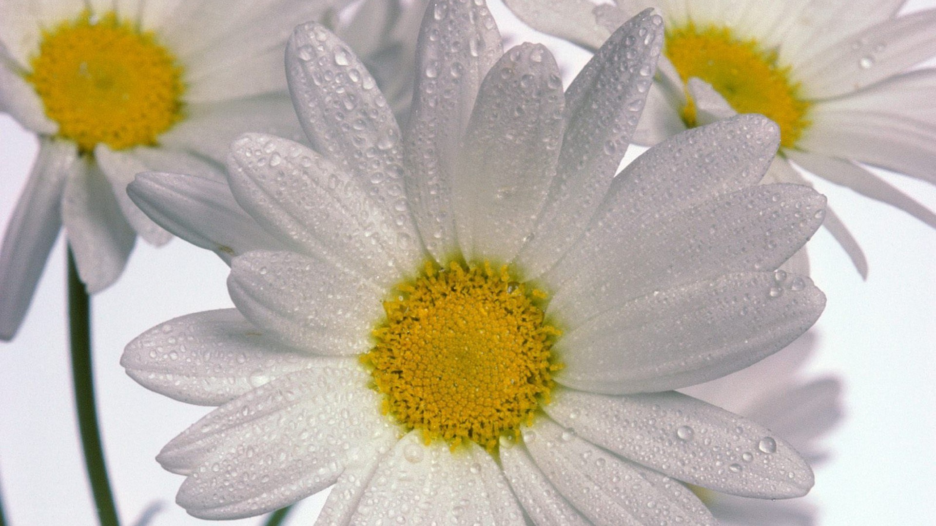 daisy flowers with water droplets