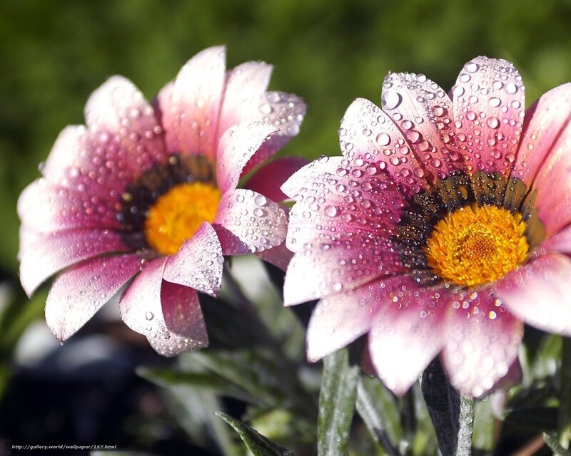 Daisy flowers with water droplets