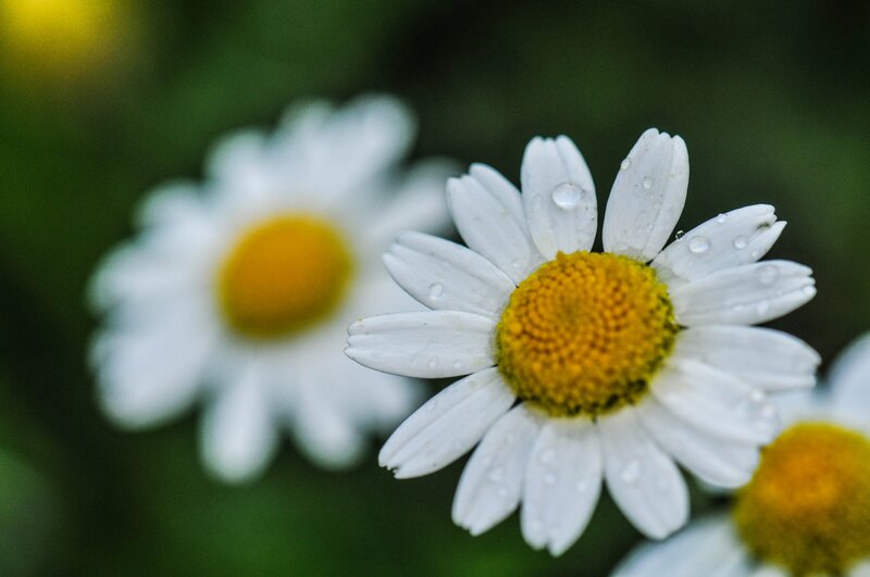 Daisy Flowers with Water Droplets — White