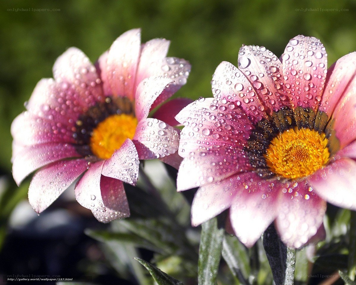 Daisy flowers with water droplets