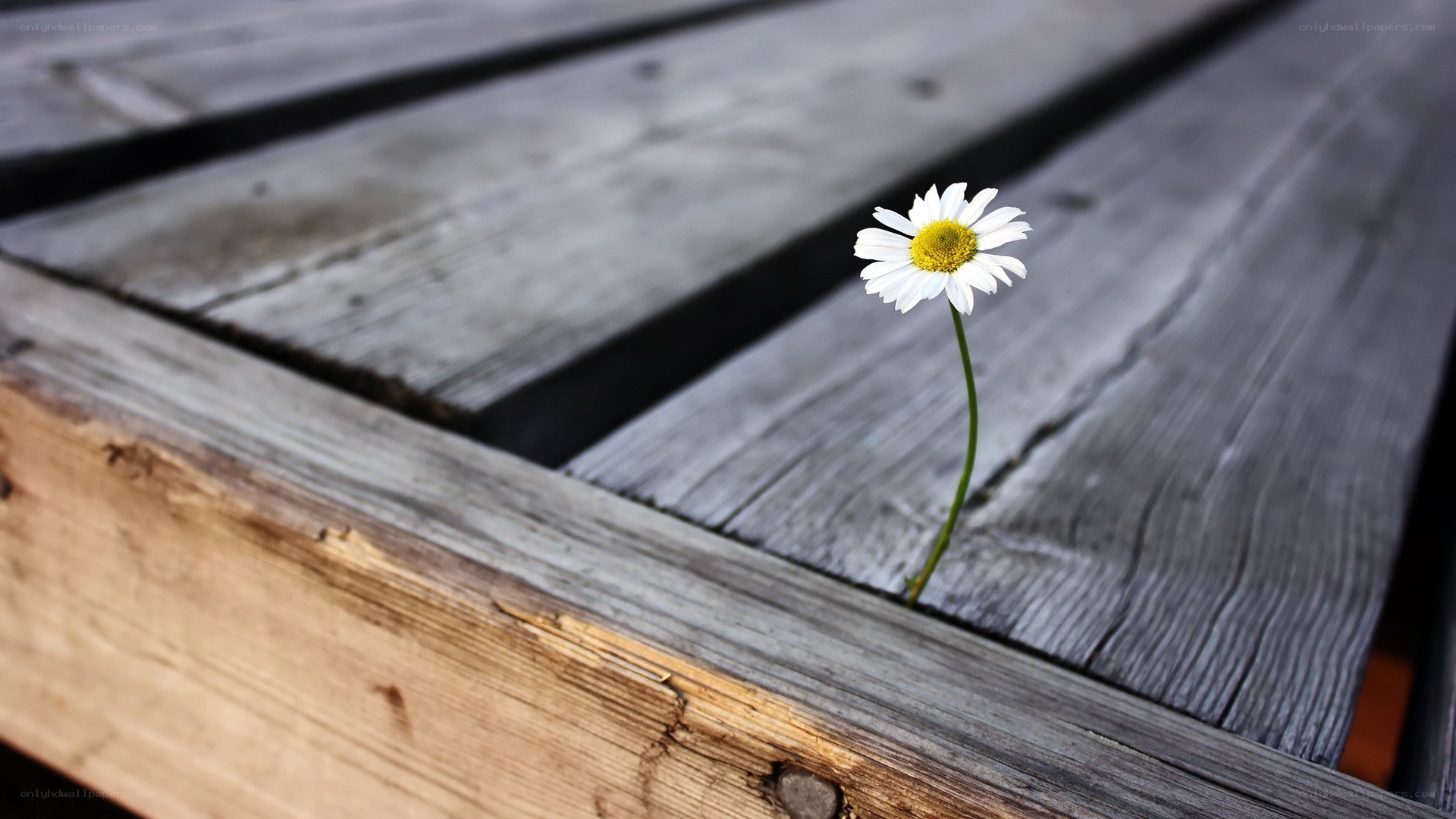 Daisy growing between wooden planks