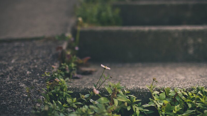 Daisy Growing in Concrete