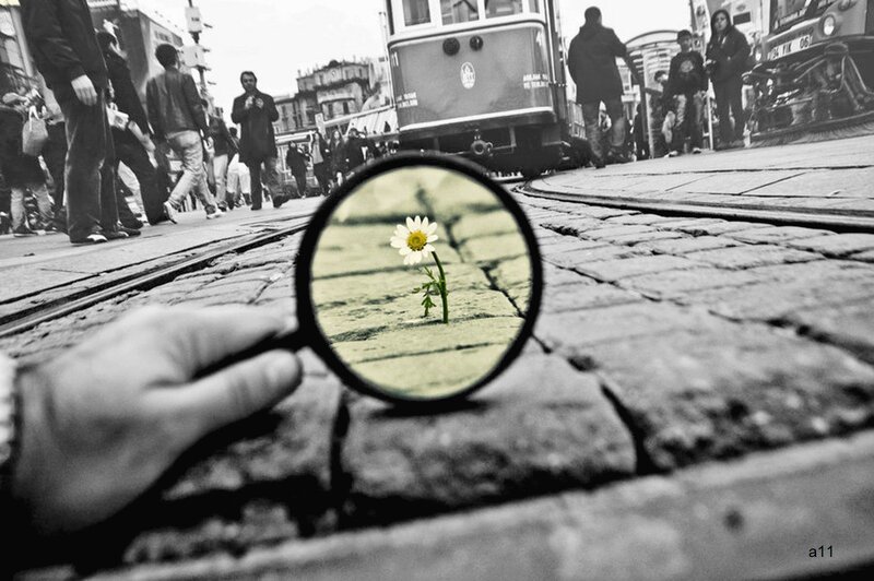 Daisy Growing in Crack