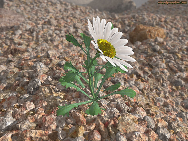 daisy growing in gravel