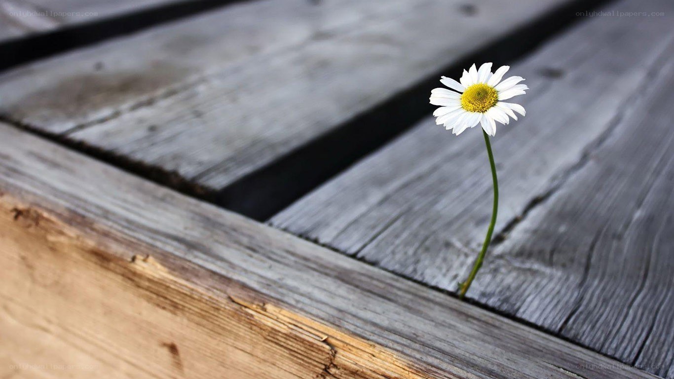 Daisy growing through wood