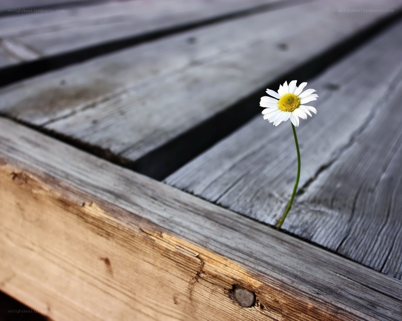 daisy growing through wood
