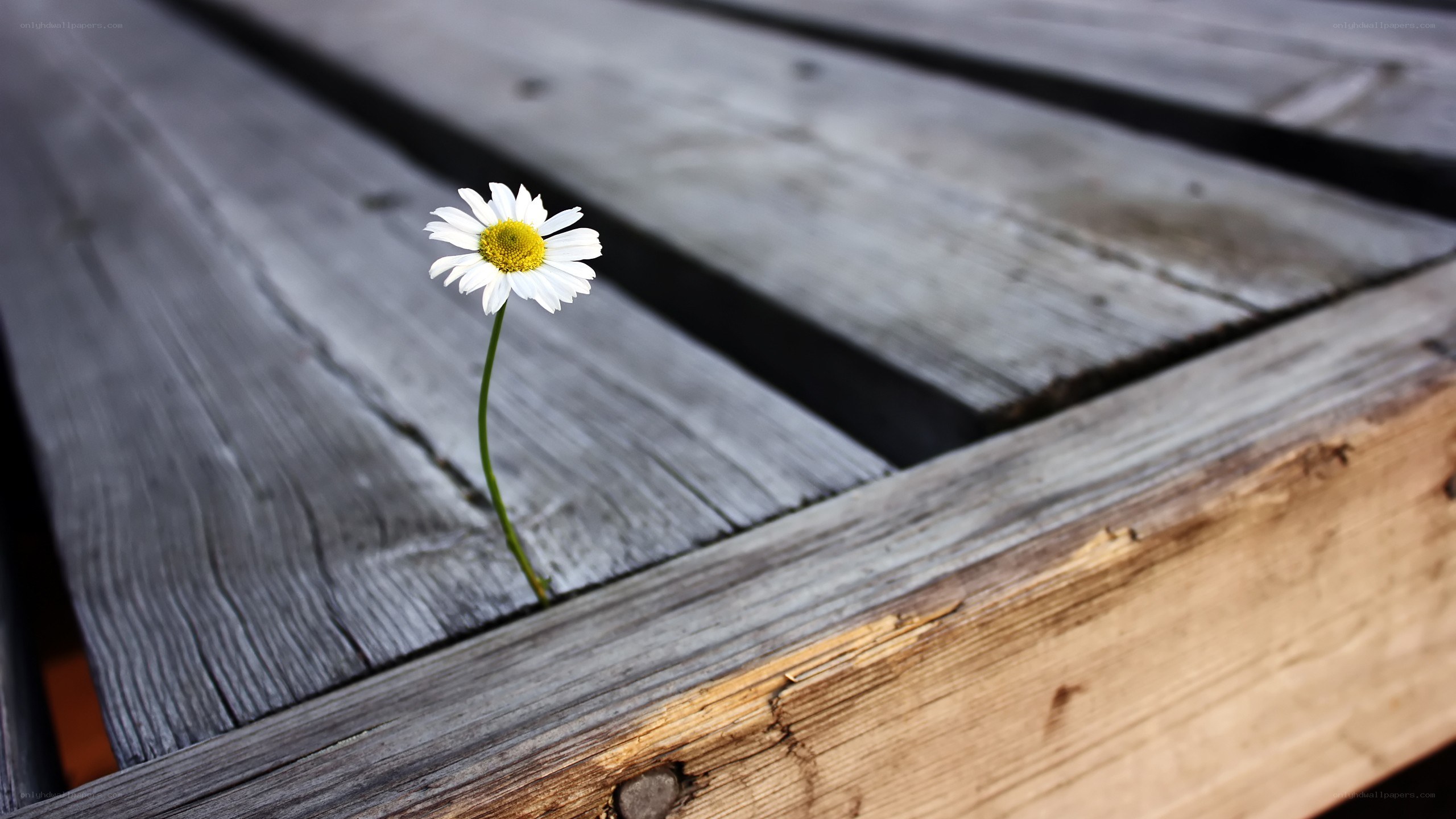 Daisy growing through wood