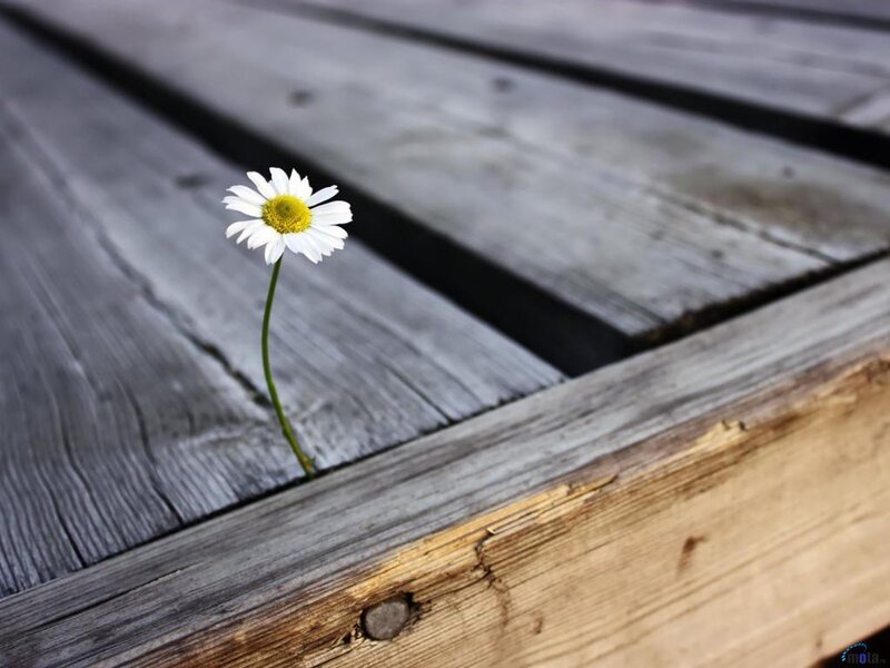 Daisy growing through wood