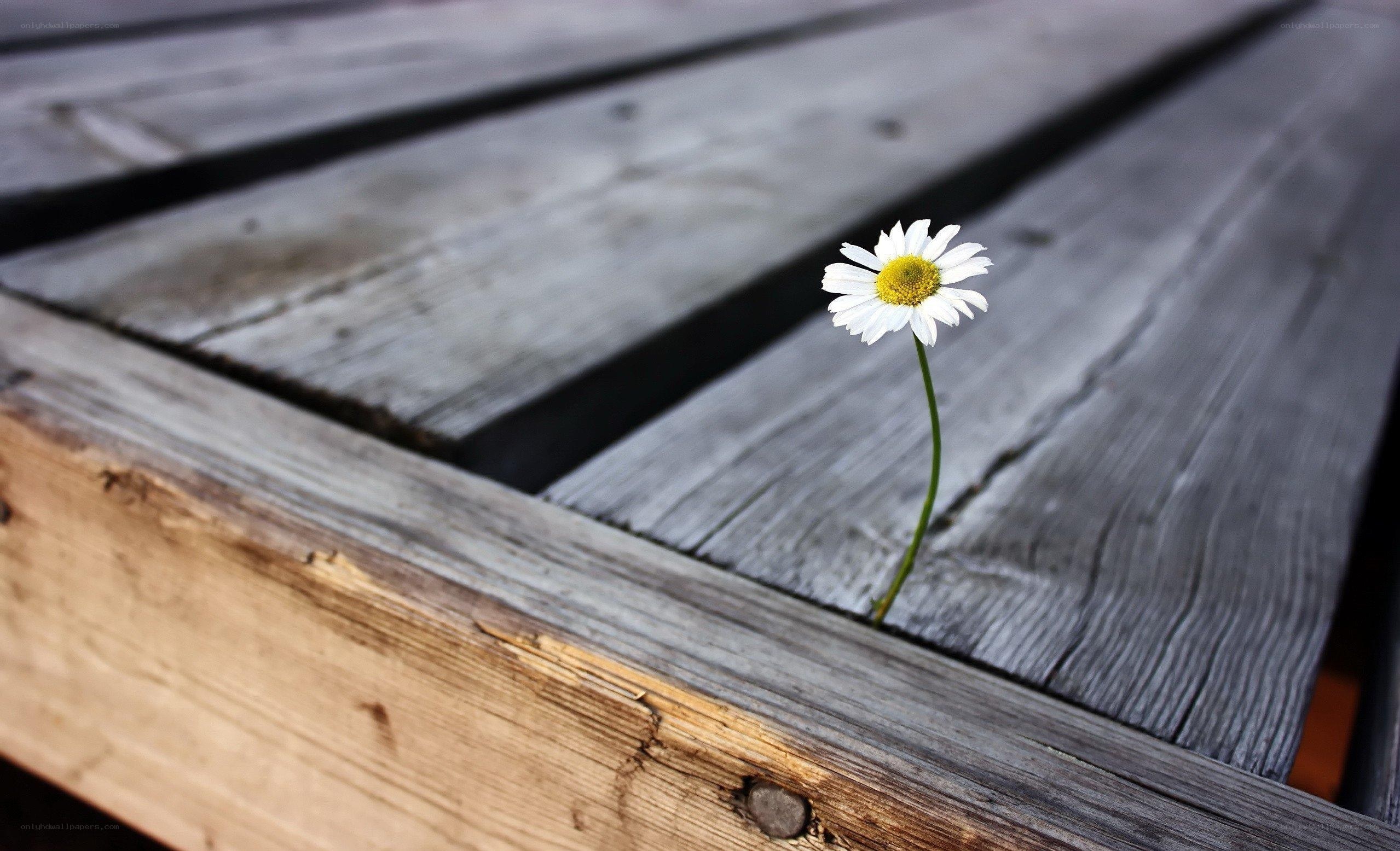 daisy growing through wood