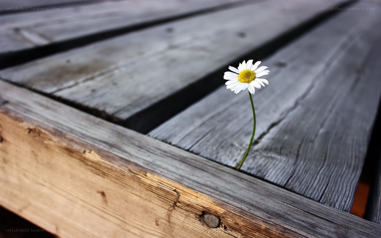 Daisy growing through wood