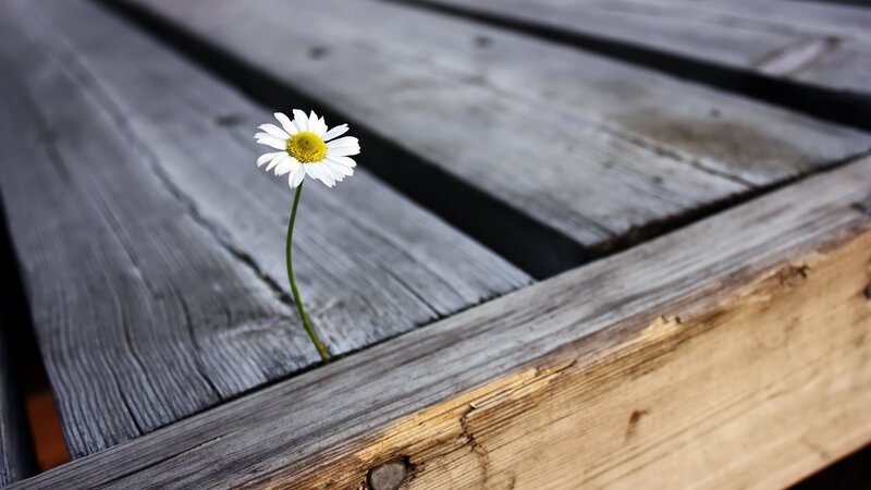 Daisy Growing Through Wood — White, Serene, Afternoon